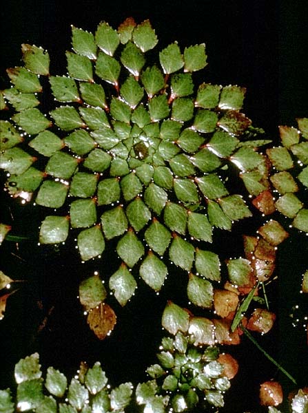 لودویژیای شناور